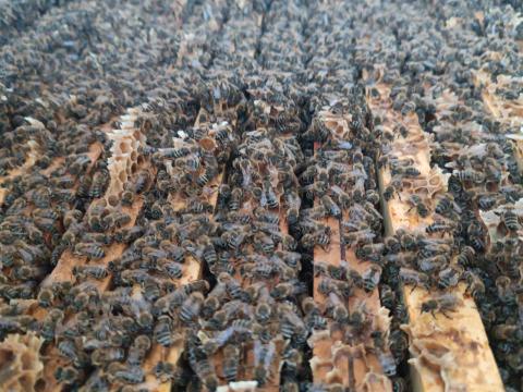 Méhcsaládok eladók
