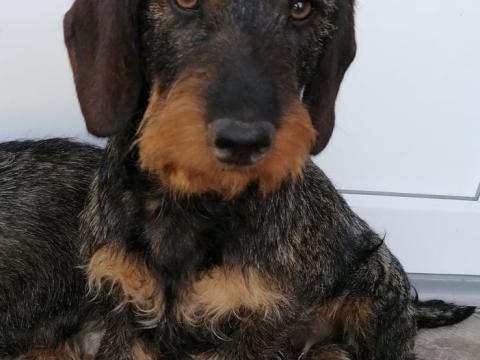 Szálkás szőrű tacskó fedeztetés! Tolnanémedi, Tolna vármegye