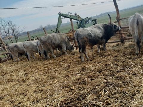 4 db hasas magyar szürkemarha tehén és egy bika eladó