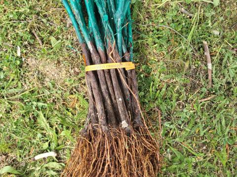 Muscaris szőlőoltvány