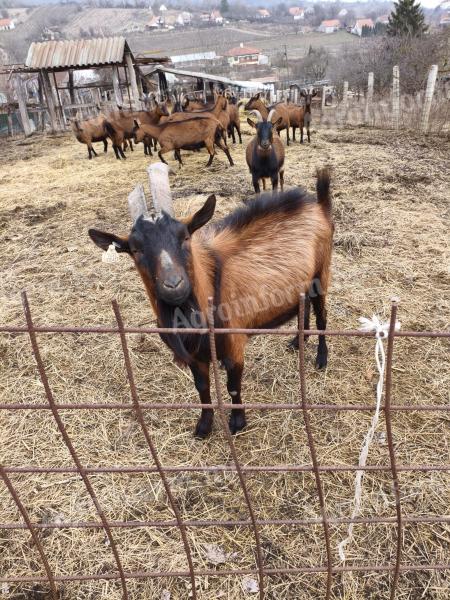Trágya szervestrágya kecsketrágy