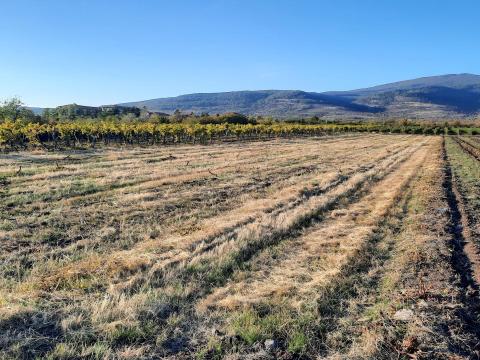 Eladó kivágott szőlőterület Abasáron