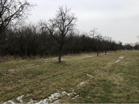 Fűkaszálás, bozótirtás, fakivágás