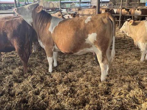 12 db húshasznú, hasas üsző eladó