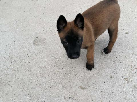 Belga juhász kiskutya