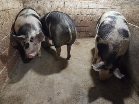 Pietrain x Berkshire hízók