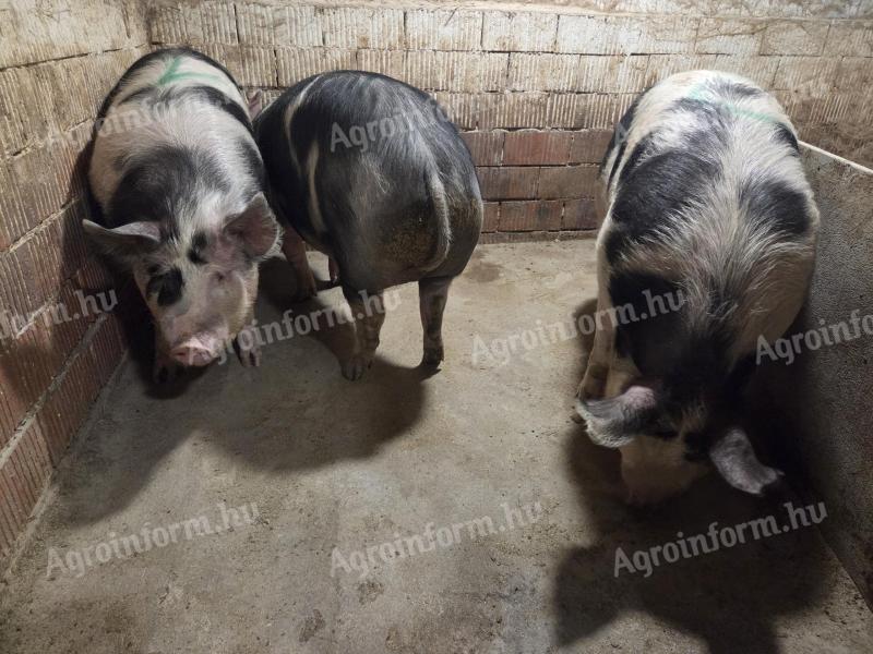 Pietrain x Berkshire hízók