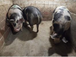 Pietrain x Berkshire hízók,  turcsi koca