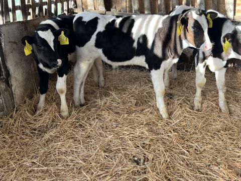 12 db 9-13 hetesig hf bika borju eladó