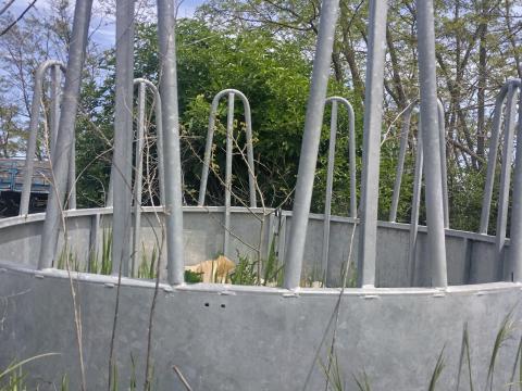 Szarvasmarha körbála etető,  itató