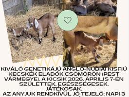 Eladó 2 db gyönyörű anglo-núbiai bak gida Csömörön