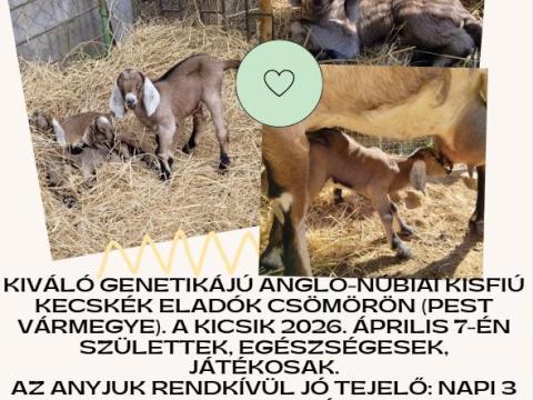 Eladó 2 db gyönyörű Anglo-núbiai bak gida Csömörön