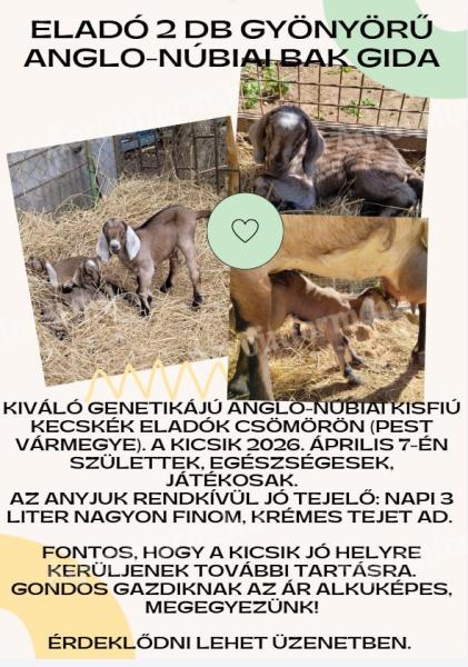 Eladó 2 db gyönyörű Anglo-núbiai bak gida Csömörön