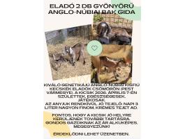 Eladó 2 db gyönyörű Anglo-núbiai bak gida Csömörön