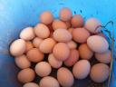 Csirke tojás