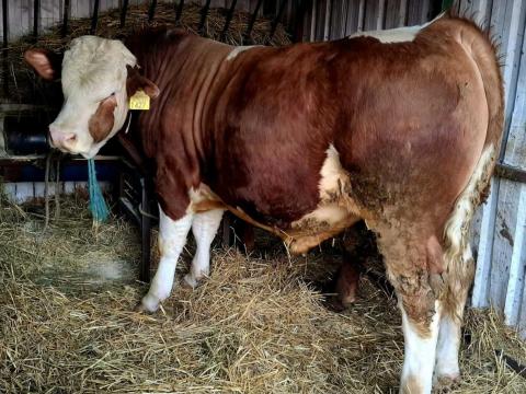 Nagysúlyú magyartarka bika