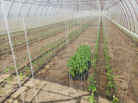 Mezőgazdasági munkát vállalunk sokéves tapasztalattal