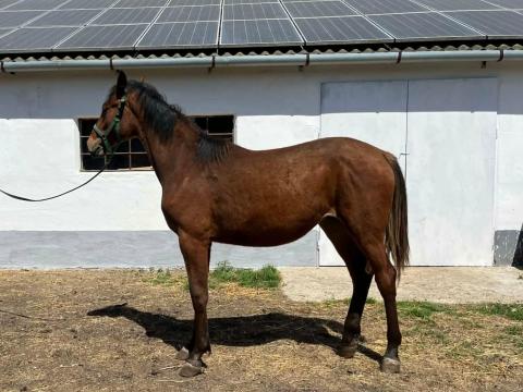 Magyar sportló kanca csikó