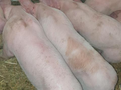 Eladó 16 db szép, 30 kg-os malac