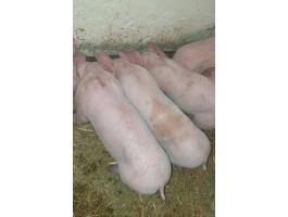 Eladó 16 db szép, 30 kg-os malac