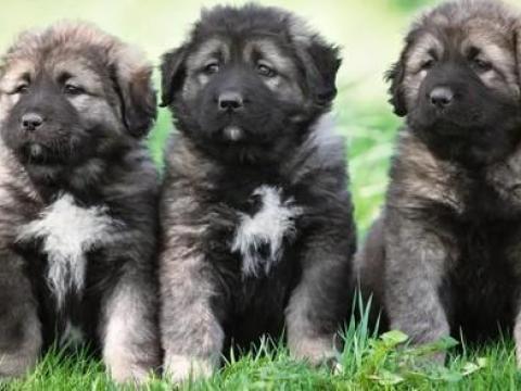Kaukázusi juhász kölykök