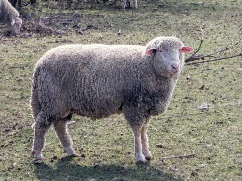 Eladó landschaft merinó kos