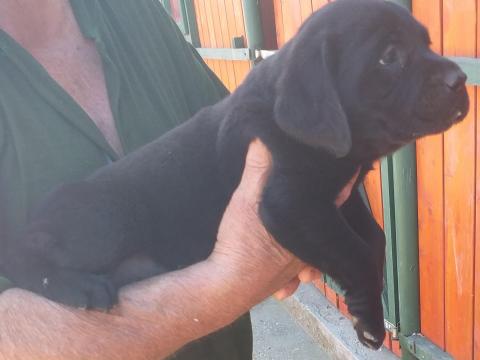 Fekete labrador kölyök elvihető