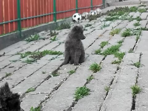 Mudi kölykök elvihetők