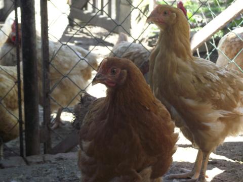 Csirke, jérce továbbtartásra eladó