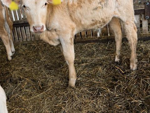 Egyéb húshasznú borjak eladók