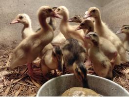 Futókacsa csigaevő Pápán