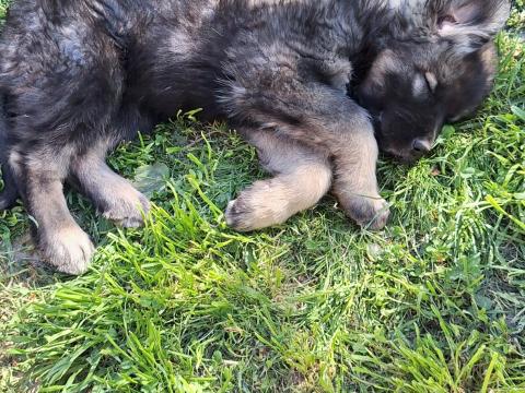 Kaukázusi juhász jellegű kiskutyák