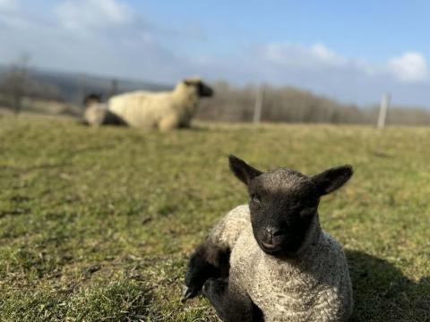 Eladó Shropshire bárányok (kosok)