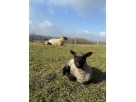 Eladó Shropshire bárányok (kosok)