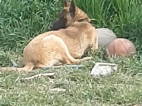 Ajándékba ingyen elvihető belga juhász jellegű kan kutya