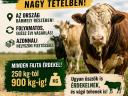 Nagysúlyú Bikákat Vásárolok!