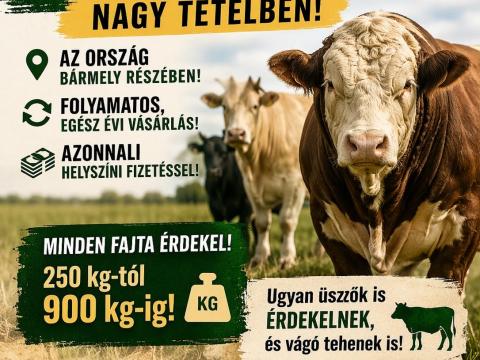 Nagysúlyú Bikákat Vásárolok!