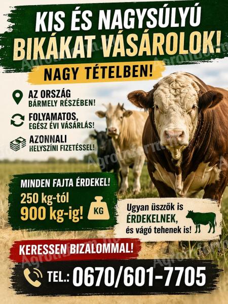 Nagysúlyú Bikákat Vásárolok!