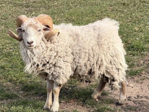 Gyuri nevű kos ouessant juh,  bárány eladó