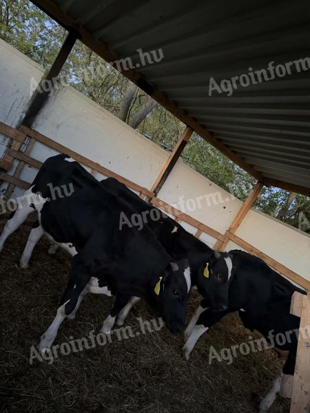 Eladó hf bikák