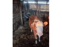1 db magyar tarka üsző