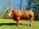 Limousin tenyészbika