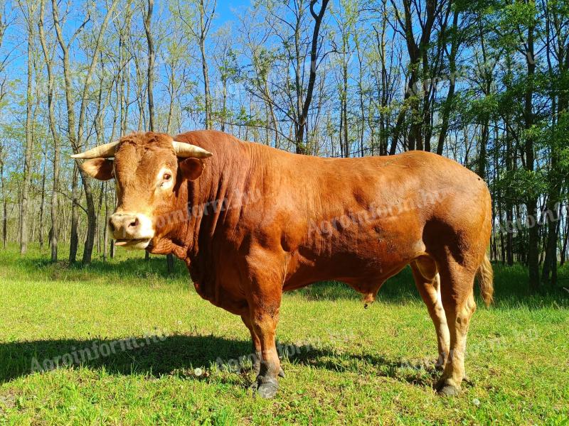 Limousin tenyészbika
