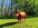 Limousin tenyészbika