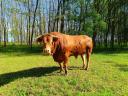 Limousin tenyészbika