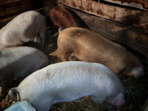 Kardos Zoltán Belezna Petőfi útca 24/a