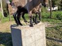 Gödölyék alpesi anyától és szánentáli apától