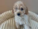 Maltipoo kisfiu / apa toy uszkár / anya máltai selyem.