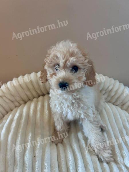 Maltipoo kisfiu / apa toy uszkár / anya máltai selyem.