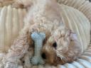 Maltipoo kisfiu / apa toy uszkár / anya máltai selyem.